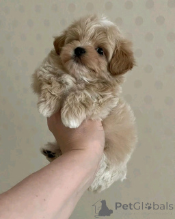 Zdjęcie №2 do zapowiedźy № 137169 na sprzedaż  maltipu - wkupić się Niemcy prywatne ogłoszenie, hodowca