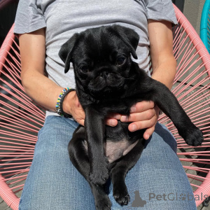 Zdjęcie №3. Lilly yra tikrai neįtikėtinas mopsas. Rašykite Man WhatsApp 44 7453 907158. Litwa