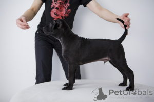 Zdjęcie №3. Tajskie szczenięta są sprzedawane. Federacja Rosyjska