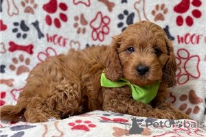 Zdjęcie №3. Piękne szczenięta Cavapoo Do bezpłatnej adopcji. Niemcy