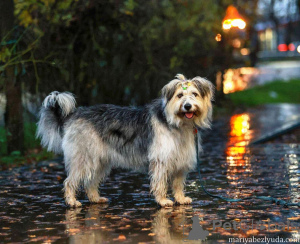 Zdjęcie №4. Sprzedam pies nierasowy w Moskova. prywatne ogłoszenie - cena - Bezpłatny