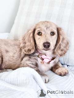 Zdjęcie №2 do zapowiedźy № 144656 na sprzedaż  jamnik - wkupić się Niemcy hodowca