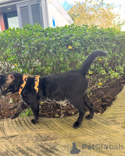 Zdjęcie №1. kot bengalski - na sprzedaż w Seinäjoki | 3588zł | Zapowiedź № 152947