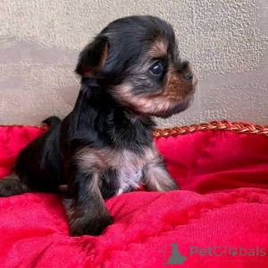 Zdjęcie №1.  - na sprzedaż w Texas City | 3812zł | Zapowiedź №138789