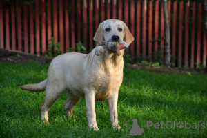 Zdjęcie №1. labrador retriever - na sprzedaż w Киурувеси | 4604zł | Zapowiedź №113540