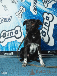 Zdjęcie №1. pies nierasowy - na sprzedaż w Petersburg | Bezpłatny | Zapowiedź №41530