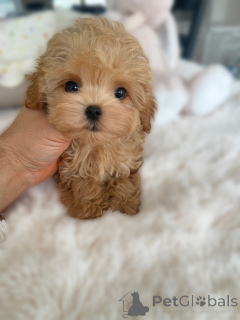 Zdjęcie №2 do zapowiedźy № 163590 na sprzedaż  maltipu - wkupić się Niemcy hodowca