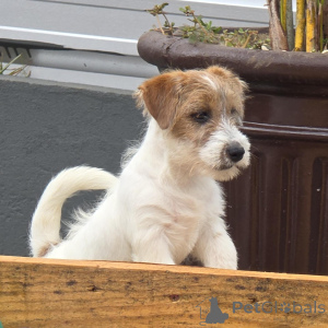 Zdjęcie №3. Urocze i energiczne szczenięta Jack Russell Terrier gotowe na przygodę!. Niemcy