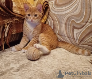 Zdjęcie №4. Sprzedam  w Москва. prywatne ogłoszenie - cena - Bezpłatny