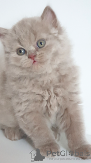 Zdjęcie №3. British longhair cat lilac babyboy - Father is World Champion. Republika Czeska