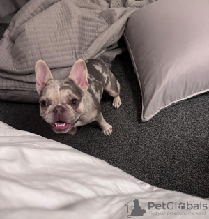 Zdjęcie №2 do zapowiedźy № 131513 na sprzedaż  buldog francuski - wkupić się USA hodowca