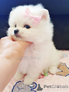 Zdjęcie №2 do zapowiedźy № 144425 na sprzedaż  szpic miniaturowy - wkupić się Gruzja prywatne ogłoszenie, od żłobka, hodowca