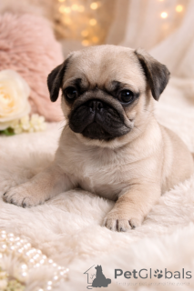 Zdjęcie №3. Wspaniały przystojniak!. Ukraina