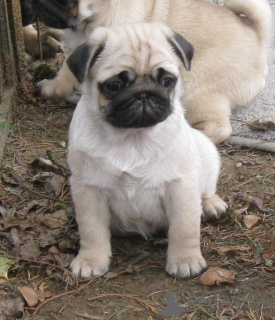 Zdjęcie №1. mops - na sprzedaż w Praga | negocjowane | Zapowiedź №166346