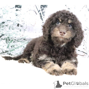 Zdjęcie №4. Sprzedam golden retriever w Miasto Londynu. prywatne ogłoszenie - cena - negocjowane