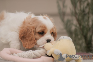 Zdjęcie №4. Sprzedam cavalier king charles spaniel w Wyoming.  - cena - negocjowane