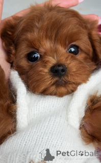 Zdjęcie №3. Samiec Maltańczyka Mini. Niemcy