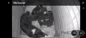 Zdjęcie №1. border collie - na sprzedaż w Husden-Solder | negocjowane | Zapowiedź №166943