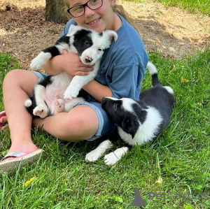 Zdjęcie №1. bearded collie - na sprzedaż w Detmold | 2093zł | Zapowiedź №123259