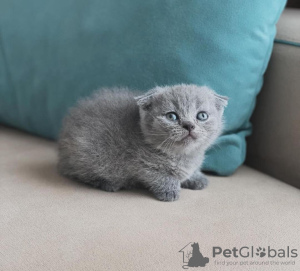Zdjęcie №2 do zapowiedźy № 100117 na sprzedaż  scottish fold - wkupić się USA prywatne ogłoszenie