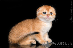 Zdjęcie №1. scottish fold - na sprzedaż w Gelendzhik | 3867zł | Zapowiedź № 155825