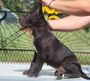 Zdjęcie №3. Szczenięta Cane Corso. Serbia