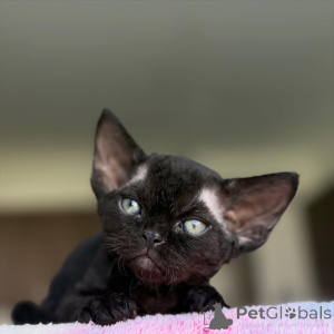 Zdjęcie №2 do zapowiedźy № 160771 na sprzedaż  devon rex - wkupić się Holandia hodowca