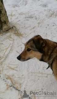 Zdjęcie №1. pies nierasowy - na sprzedaż w Pushkino | Bezpłatny | Zapowiedź №10393