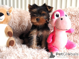 Zdjęcie №1. yorkshire terrier - na sprzedaż w Мариямполе | 1674zł | Zapowiedź №127615