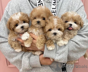 Zdjęcie №1. maltipu - na sprzedaż w Nowy Jork | Bezpłatny | Zapowiedź №146689