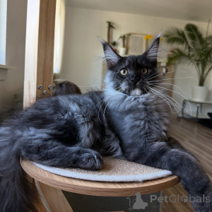 Zdjęcie №1. maine coon - na sprzedaż w Beaufort | negocjowane | Zapowiedź № 155393