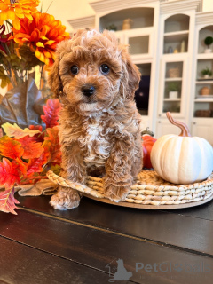 Zdjęcie №1. labradoodle - na sprzedaż w Bertrand | 3109zł | Zapowiedź №157471