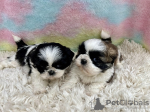 Zdjęcie №1. shih tzu - na sprzedaż w Los Angeles | 990zł | Zapowiedź №99272