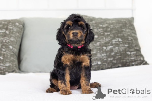 Zdjęcie №1. labradoodle - na sprzedaż w Calowa plaża | negocjowane | Zapowiedź №155592