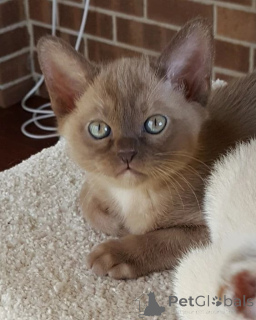 Zdjęcie №3. Chatons Birmans dostępne à la vente.. Belgia
