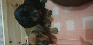 Zdjęcie №1. pies nierasowy - na sprzedaż w Mińsk | 731zł | Zapowiedź №4981