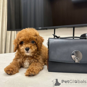 Zdjęcie №4. Sprzedam maltipu w Bielefeld. hodowca - cena - 13394zł