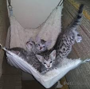 Zdjęcie №2 do zapowiedźy № 165510 na sprzedaż  kot egipski mau - wkupić się Francja prywatne ogłoszenie, ze schronu, hodowca