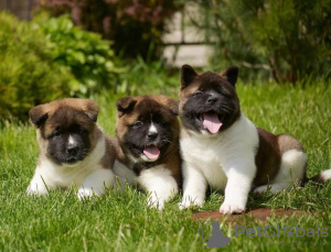 Zdjęcie №3. Akita-szczeniak, reu en teef. Austria