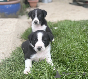 Zdjęcie №4. Sprzedam border collie w Aqua. prywatne ogłoszenie - cena - 2344zł