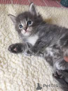 Zdjęcie №3. Norweskie kocięta leśne dostępne do adopcji. Niemcy