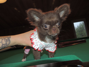 Dodatkowe zdjęcia: Chihuahua. Super mini.