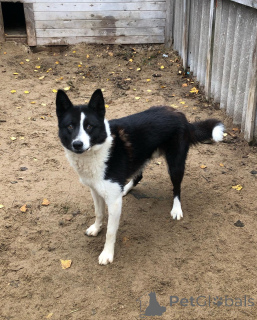 Zdjęcie №4. Sprzedam karelski pies na niedźwiedzie w Alavus. prywatne ogłoszenie - cena - 2549zł