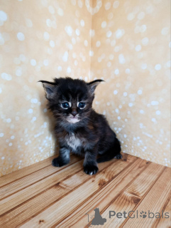 Zdjęcie №2 do zapowiedźy № 162473 na sprzedaż  maine coon - wkupić się Federacja Rosyjska od żłobka