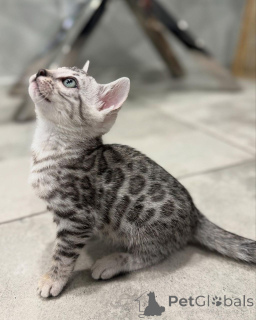 Zdjęcie №2 do zapowiedźy № 152551 na sprzedaż  kot bengalski - wkupić się Niemcy prywatne ogłoszenie