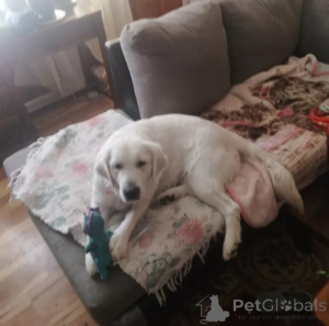 Zdjęcie №3. Urocze szczenięta Golden Retriever do remontu.. Wielka Brytania