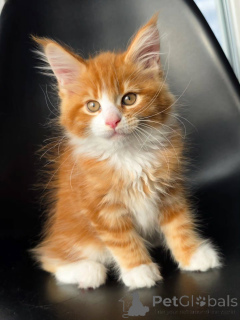 Zdjęcie №1. maine coon - na sprzedaż w Bruksela | negocjowane | Zapowiedź № 177879