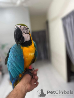 Zdjęcie №2 do zapowiedźy № 143954 na sprzedaż  pies nierasowy - wkupić się Iran hodowca