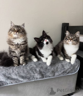 Zdjęcie №1. maine coon - na sprzedaż w Frankfurt | negocjowane | Zapowiedź № 157498