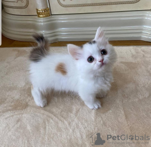 Zdjęcie №2 do zapowiedźy № 72827 na sprzedaż  munchkin - wkupić się Finlandia prywatne ogłoszenie, hodowca